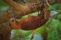 Datel rezavy - Micropternus Celeus Picus brachyurus - Rufous Woodpecker 7135